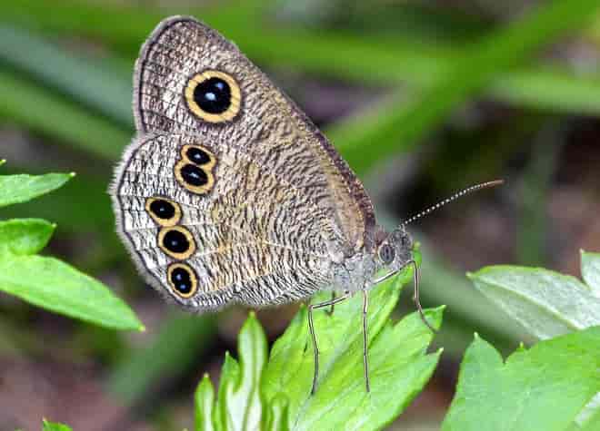 �q���E���i�~�W���m��